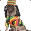 The Rasta Pug