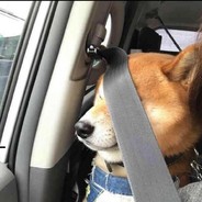 超级无敌暴龙神！！！