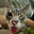 Rigby
