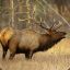 False Elk