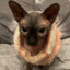 ukrainian sphynx
