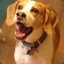 Foxhound
