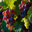 Constantine the Grape
