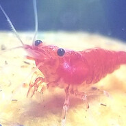 Shrimp