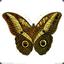 ButterFIY  BIU~