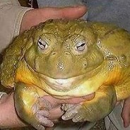 big frog