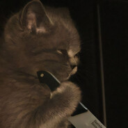 帽子をかぶった猫さん avatar