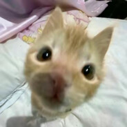 咕咕嘎嘎是企鹅