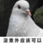 千年老鸽