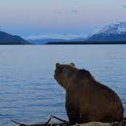 bear