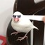 夜凉生