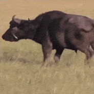 无所谓，他会出手