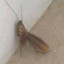 Horny Cockroach
