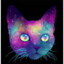 Cosmic Cat