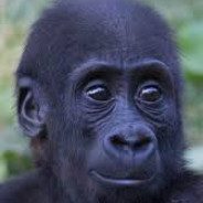 Monkey Strong togeather