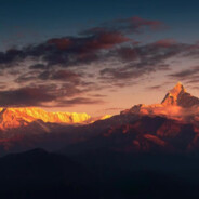 梧桐叶忽然落了