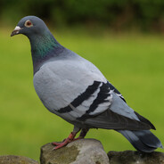 gwron