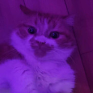 Catolf Meowtler...⛟