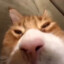 the cat sniffer