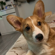 我是嫩叠嫩秦叠