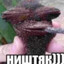 хукаю за залупу