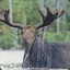 TheTalkingMoose