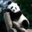Mr. Chi Chi