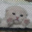 smol
