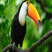 le toucan thought of something