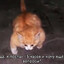 ˣᵈ