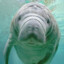 Baby Manatee