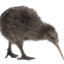 KIWI_BIRB