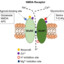 NMDA Receptor