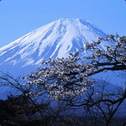 富士山下的樱花树丶