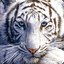 XTIGER009