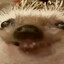 Alegator