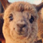 AlpacaAlada