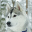 Chukchi Husky