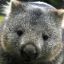 Don Wombat