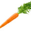 Adult Carrot