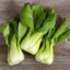 BokChoy