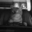 彡DANGEROUS CAT007彡