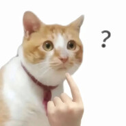 兔毛豆
