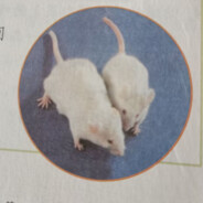 西伯利亚邪恶肥鼠