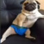 bobi