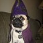 Pug_The_Wizard