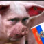 Kremlin Kingpig