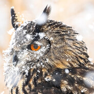 艾派克斯第一深情 ♥