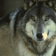 *[Corp]Wolfe - steam id 76561197961815312