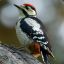 Woodpecker